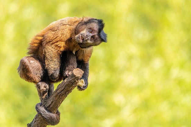 Tufted capuchin monkey (Sapajus apella), AKA macaco-prego into the wild in Brazil.