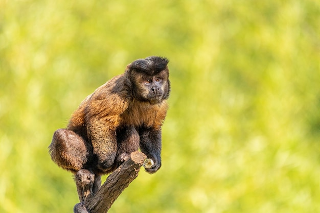 술이 달린 카푸친 원숭이(Sapajus apella), 일명 마카코 프레고(macaco-prego)가 브라질 야생에 들어왔습니다.