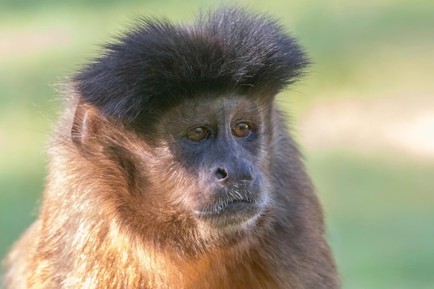 Premium Photo Tufted capuchin portrait cebus apella Premium Photo Tufted capuchin portrait cebus apella