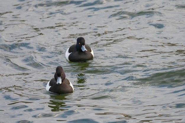 tufted duck or tufted pochard (Aythya fuligula) Stockholm, Sweden