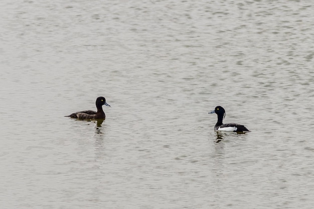 Tufted eenden Aythya fuligula op het meer