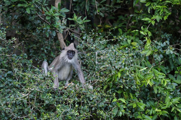 写真 スリランカのミネリヤ国立公園の房状の灰色のラングール（semnopithecus priam）。