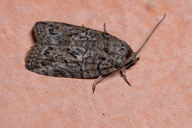 Tufted Moth of the Genus Garella