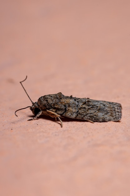 Photo tufted moth of the genus garella