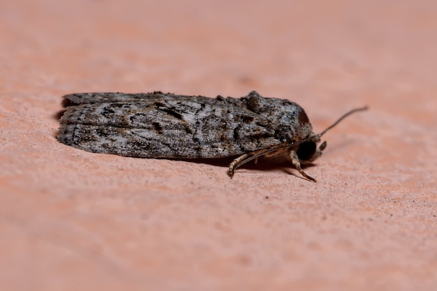 Tufted Moth van het geslacht Garella