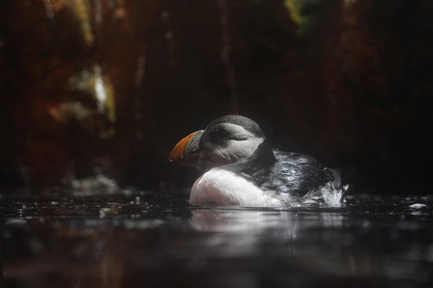 Tufted Puffin in water portrait