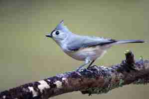 Photo tufted titmouse baeolophus bicolor perched on a branch