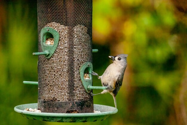 鳥の餌箱から食べるエボシガラ