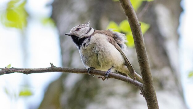 Tufted titmouse sitting on a tree branch