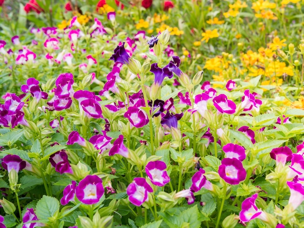 Tuin bloem, veld van daisy flower