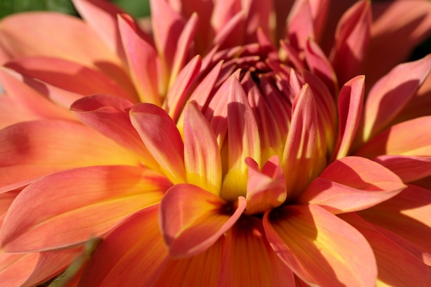 Tuin dahlia bloem bloeit prachtig helder op een zonnige herfstdag close-up