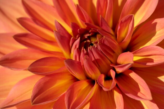 Tuin dahlia bloem bloeit prachtig helder op een zonnige herfstdag close-up