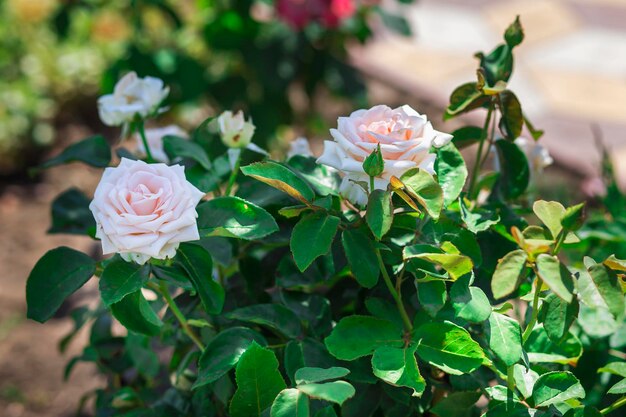 Tuin en roze rozen struikachtig