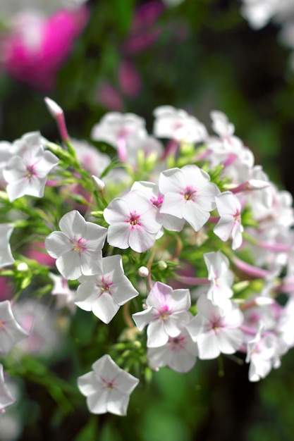 Tuin Flox close-up