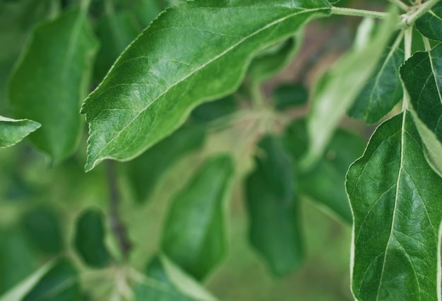 Tuin gebladerte zomer natuur weelderige groene bladeren