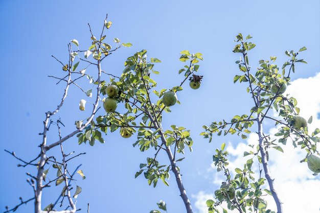 Tuin groene appels