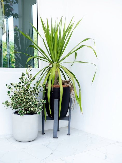 Tuin hoek. Twee eenvoudige plantenpotten met groene bladerendecoratie op marmeren vloer in de hoek in minimaal wit gebouw, verticale stijl.