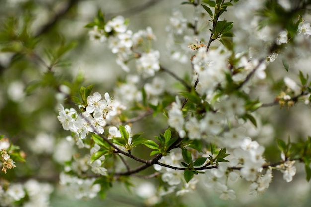 Tuin in het voorjaar. Close-up beeld van kers of appel bloesem. Kleine groene bladeren en witte bloemen van de kersenboom. Concept van mooie achtergrond. Horizontaal behang