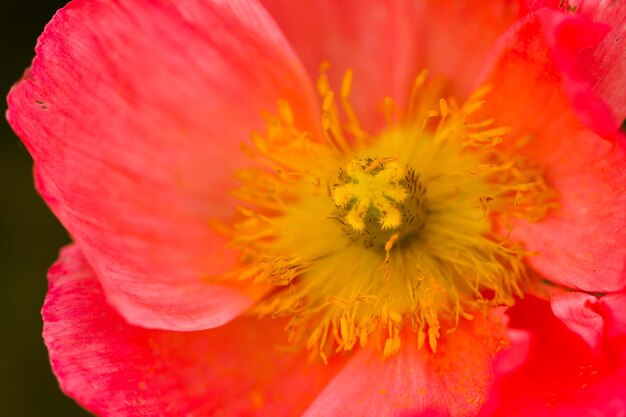 Tuin in volle bloei op een zonnige zomerdag.