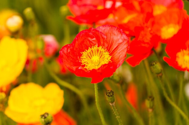 Tuin in volle bloei op een zonnige zomerdag.