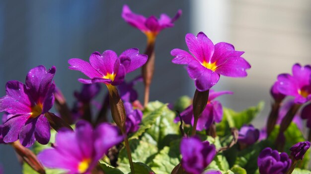 Tuin Lentebloemen. Heldere bloemen van tuinsleutelbloem tegen de achtergrond van groene bladeren.