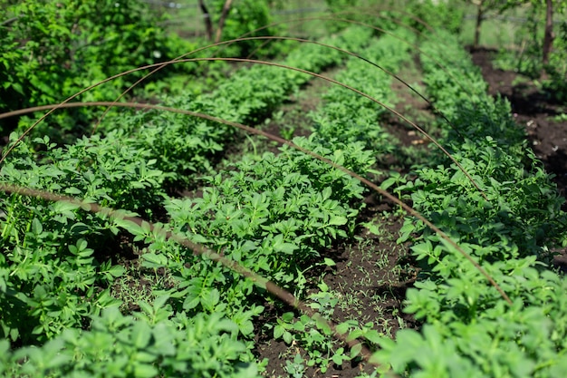 Tuin met aardappelen in rijen geplant. Landbouw concept.