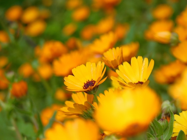 Foto tuin met oranjebloesem