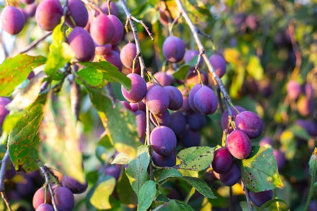 Tuin met pruimenbomen oogst rijpe sappige pruimen onder de zon