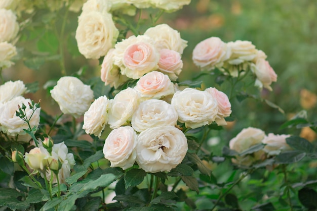 Tuin met verse witte rozen Mooie witte bloemen