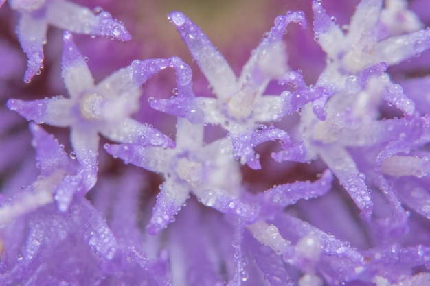 tuin mooie macro zomer botanische kleur