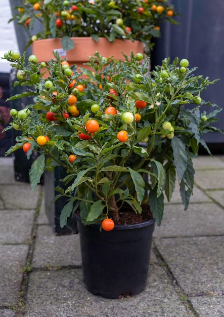 Tuin nederlandse herfstmarkt straat werkplek tomaten kleine gele kers