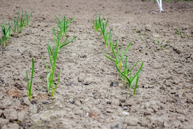 Tuin op de boerderij plant goede oogst