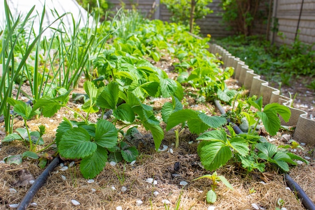 Tuin op de boerderij plant goede oogst