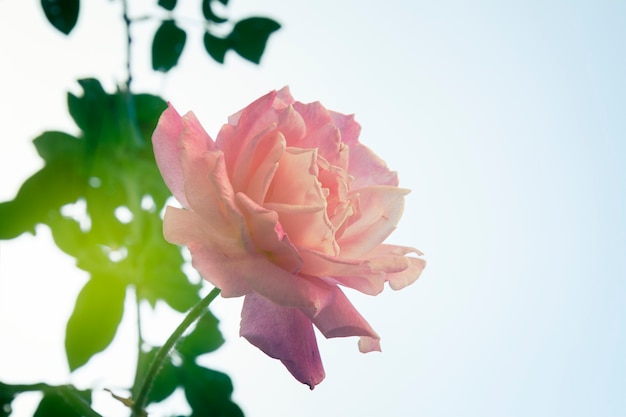 Tuin roos op blauwe hemelachtergrond, retro afgezwakt