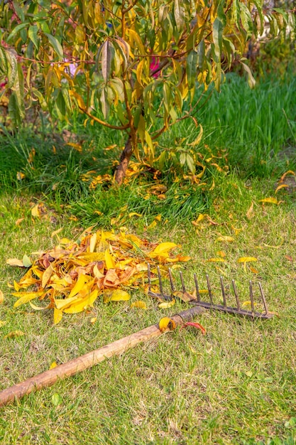 Foto tuin schoonmaken met de hark in de herfst