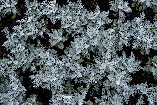 Tuin sierbloemen. textuur. top uitzicht