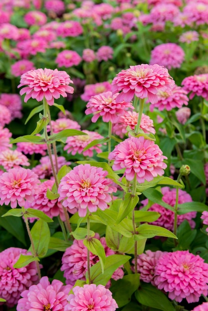 Tuin van de close-up de roze bloem