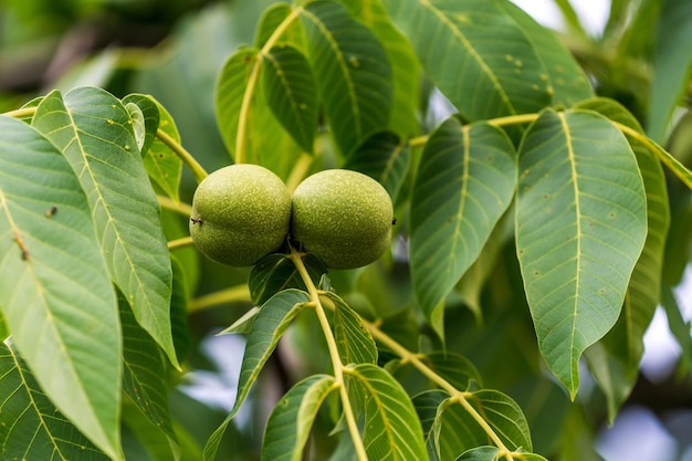 Tuin walnoot plantkunde tak Groene verse hazelnoten op tak