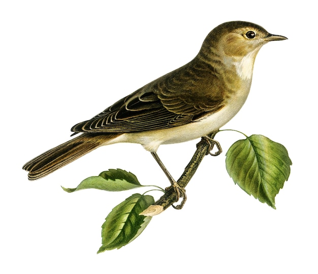 Tuin warbler vogel png met de hand getekend