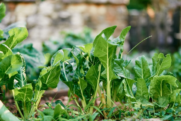 Tuinbed met groene snijbietbladeren