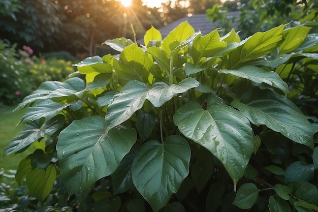 Tuinbladeren na de regen bij zonsondergang