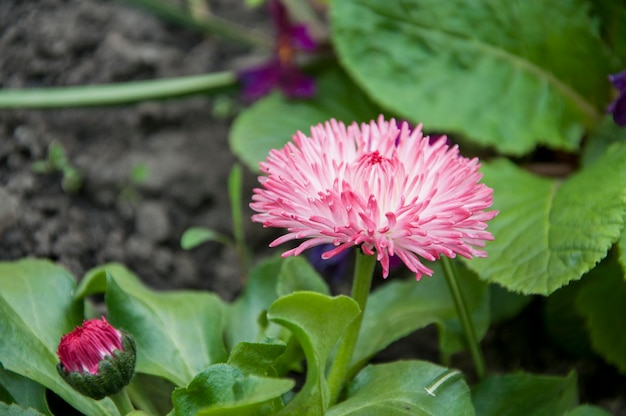 Tuinbloem in roze en witte kleur