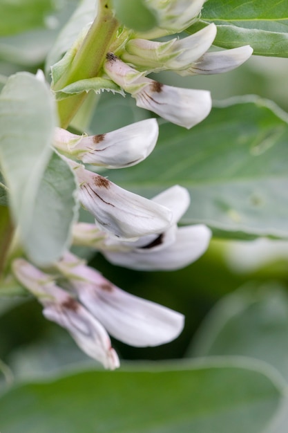 Tuinbonen bloemplant.