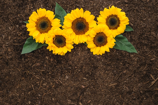 Foto tuinbouw samenstelling met vijf zonnebloemen