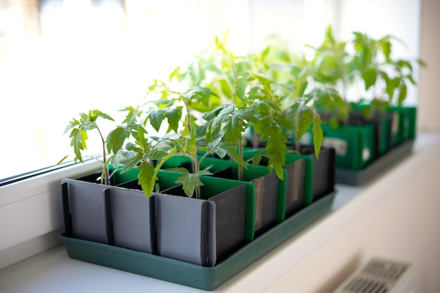 Tuinbouw Tomatenzaailingen in een doos op het raam onder zonlicht Lente Plantenverzorging