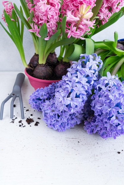 Tuinbouwconcept met verse bloemen van hyacinth en hark