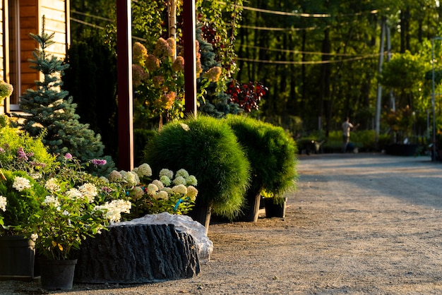 Tuincentrum met decoratieve groenblijvende bomen in kuipen