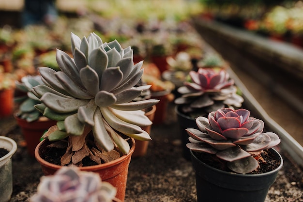 Tuincentrum met rijen bloemen in potten