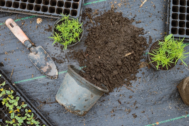 Tuinconcept meerdere groene planten verpot naar grotere potten om de planten groter te laten groeien.