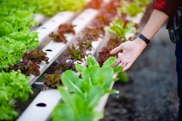 Tuinders salade mannen Kijken naar de salade in zijn tuin Concept van het maken van gezonde groenteplekken